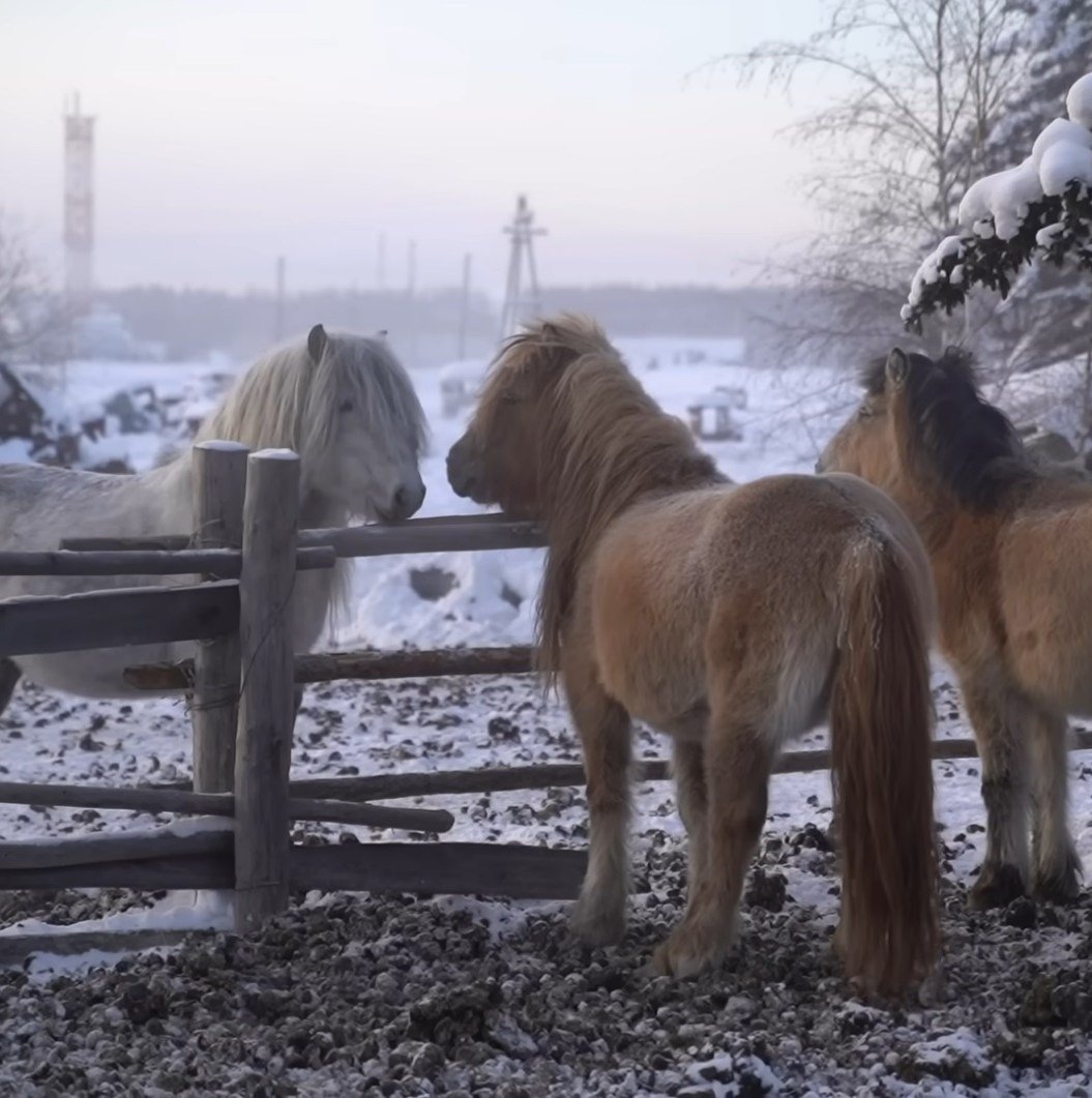 These charming mini movies will teach you about the people who live in the coldest town on Earth