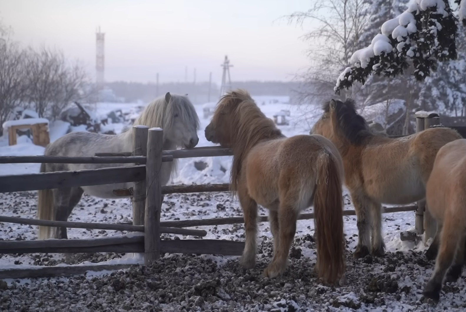 These charming mini movies will teach you about the people who live in the coldest town on Earth